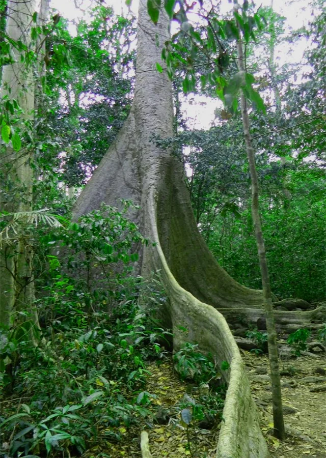 2 Days Cuc Phuong National Park Trekking Tour